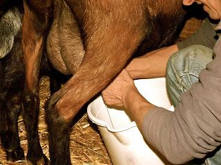 L'heure de la traite des chèvres