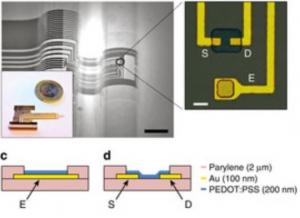 CERVEAU: Aujourd'hui des transistors organiques, demain les interfaces Homme-machine  – Inserm et Nature Communications