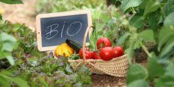 Conseils pratiques pour cultiver son jardin bio sans pesticides