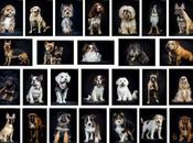 Animation studio photo pour animaux