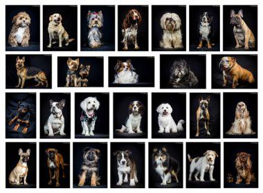 Animation studio photo pour vos animaux !