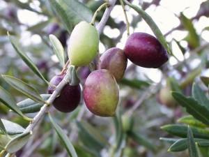 olives mûres