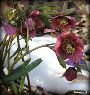 Les conditions climatiques se sont largement améliorées e...