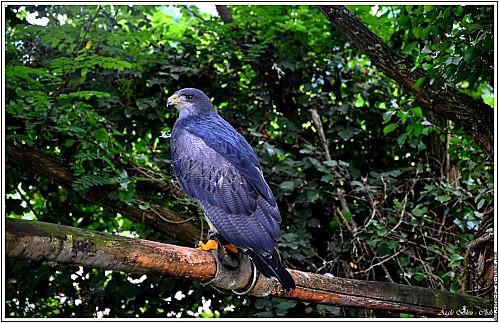 aigle-bleu-du-chili-fauconnerie-bourbansais