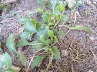 Comment multiplier le Bergenia