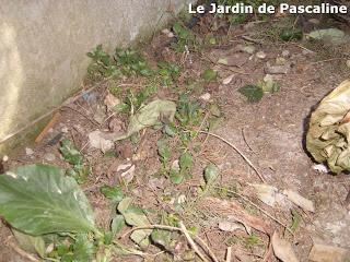 Comment multiplier le Bergenia