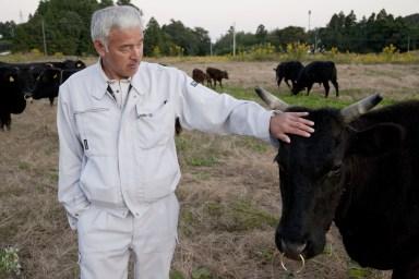 Naoto Matsumura refuse de quitter la zone d'évacuation obligatoire de 20 km autour de la centrale nucléaire de Fukushima. Il est trés occupé à nourrir les animaux qui survivent dans la zone interdite. Ici est dans la campagne de Tomioka,  ou les vaches survivantes viennent se faire caresser. Au printemps prochain, les services vétérinaires de la préfecture de Fukushima procéderont à l'abattage de tous les animaux survivants dans la zone interdite de Fukushima. Cet abattage cruel et injustifié révolte Noto Matsumura qui déclare qu'il se battra pour l'empécher.Photo Antonio Pagnotta.