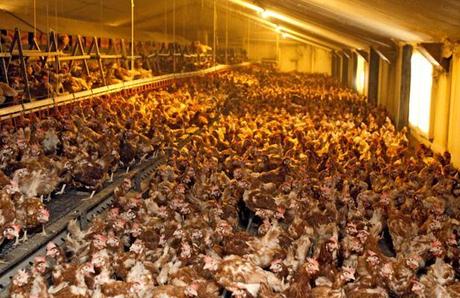 article poulets Le monde de lélevage aux mains des multinationales