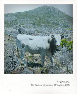 02 | A la recherche de la ptite bête à la REUNION