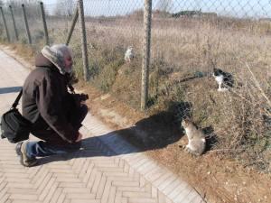 Les chats de l'Office de Tourisme de Torcello