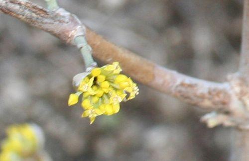 2008 cornelian re 18 fev 2008 009 (2).jpg