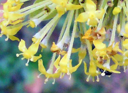 2008 cornus 1 romi 17 mars 2010 025.jpg