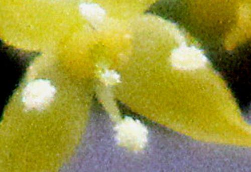 2013 jolico stigmate romi 16 mars 2013 p 008.jpg