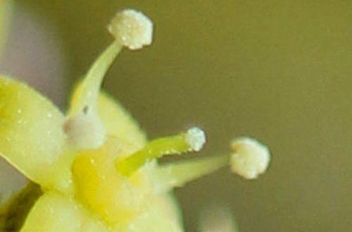 2012 stigmate cornus jolico fl romi 11 mars 2012 054 (8).jpg