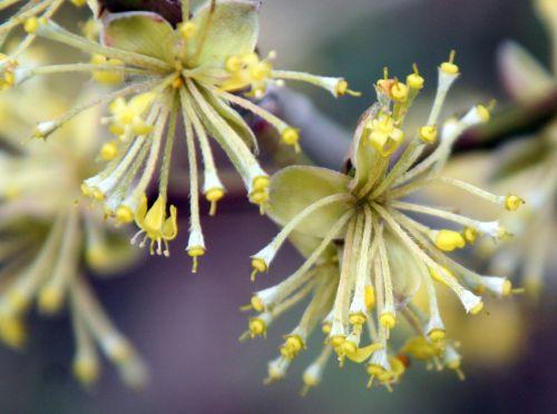 2010 cornus 1 romi 30 mars 2010 004 (3).jpg