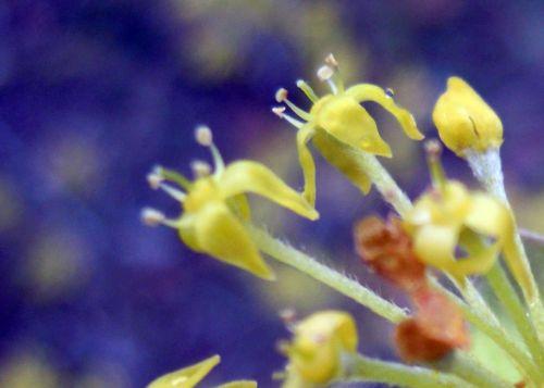 2010 cornus fl romi 17 mars 2010 027.jpg