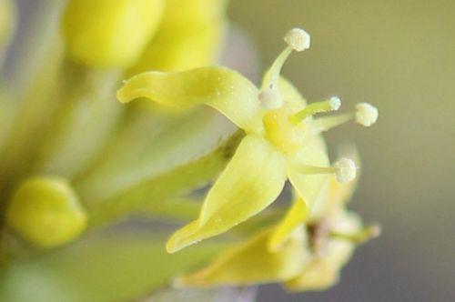 2012 cornus jolico fl romi 11 mars 2012 054 (8).jpg