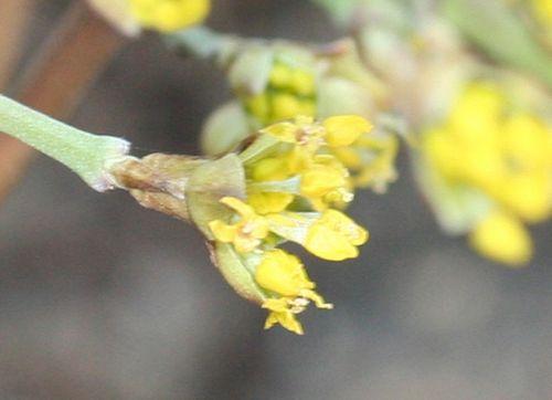 2008 cornelian r 18 fev 2008 009.jpg