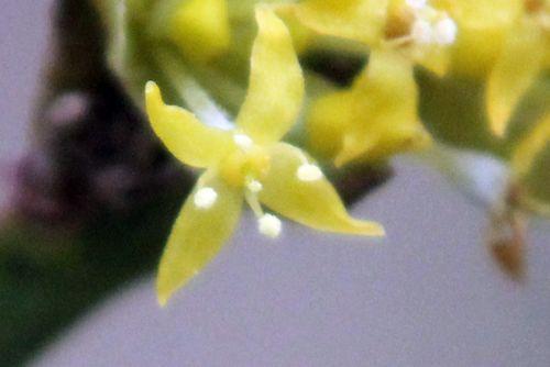 2013 jolico fl romi 16 mars 2013 008.jpg