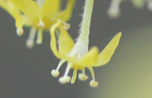 2012 cornus jolico fl romi 11 mars 2012 054 (10).jpg