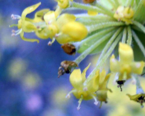 2010 cornus 1 romi 17 mars 2010 024.jpg