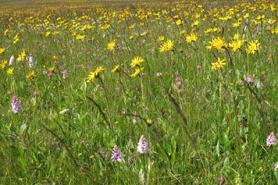 Arnica montana (Arnica des montagnes)