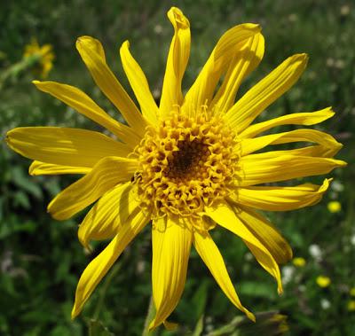 Arnica montana (Arnica des montagnes)