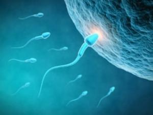 FÉCONDITÉ: La qualité du sperme a aussi sa saisonnalité – American Journal of Obstetrics and Gynecology