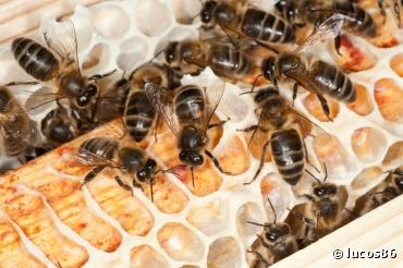 Mortalité des abeilles par les pesticides : l'Europe s'en fout !