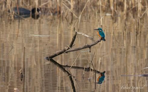 Martin pêcheur perché sur une branche...