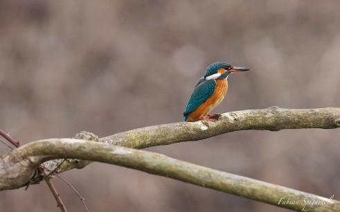 Martin postée sur une branche