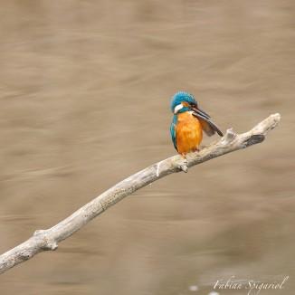 Un brin de toilette pour le Martin-pêcheur