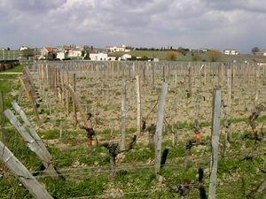 guadet vignes et chateau neuf du pape 004