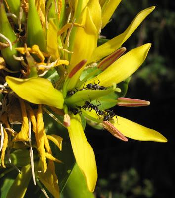 Du jaune sur les Hautes Chaumes…