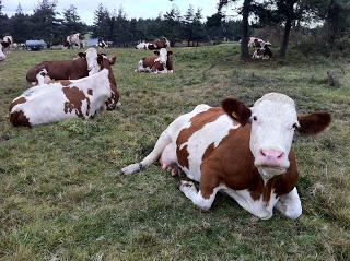 Allocations familiales et familles 