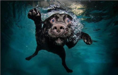 swim dog 4