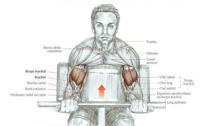 http://salle-fitness.blogspot.com/ EXERCICE 8 DES BRAS