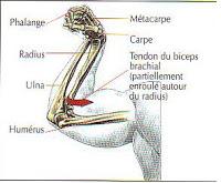 EXERCICE 5 DES BRAS