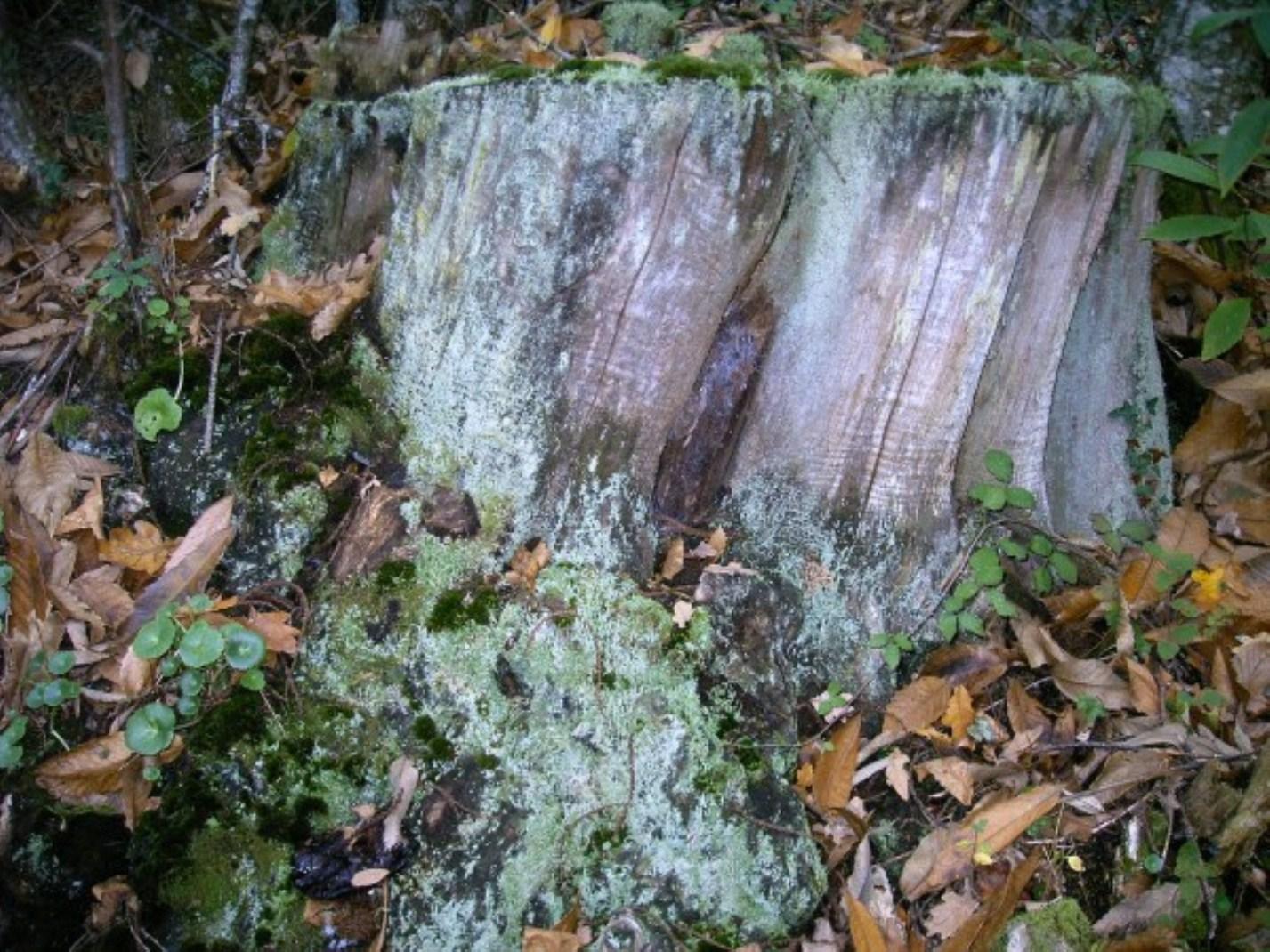 le calumet de la paix