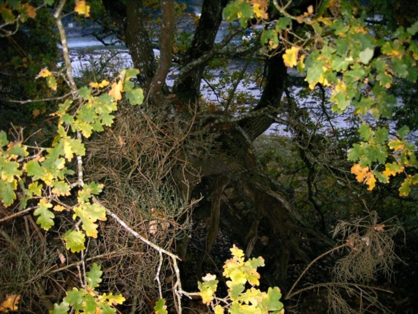 le calumet de la paix