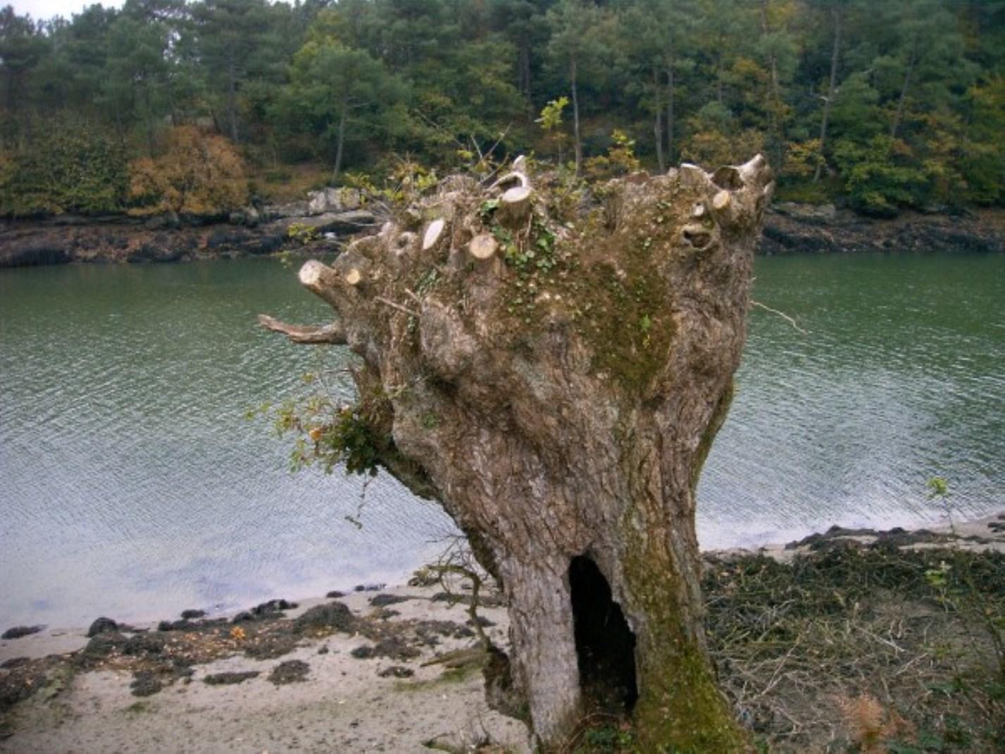 le calumet de la paix