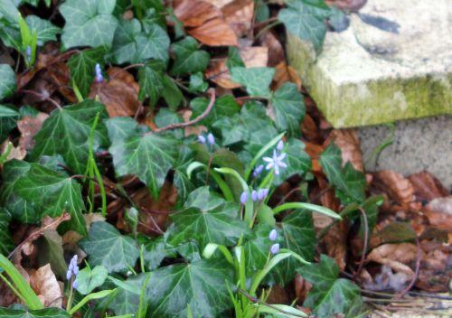 z veneux 19 mars 2013 029.jpg