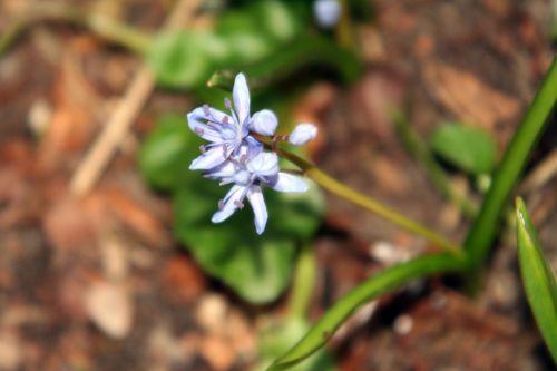 5 scilla 13 mars 004.jpg