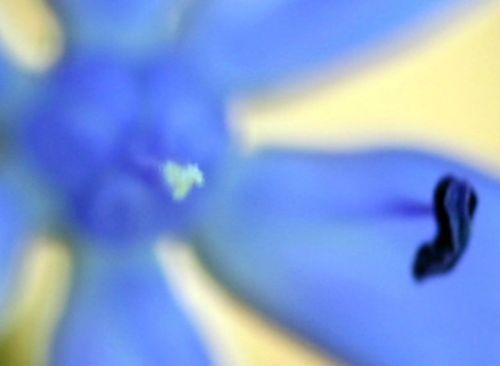 z scilla près coeur 3 mars 2011 010.jpg