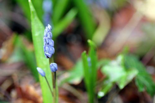 7 veneux 19 mars 2013 003.jpg