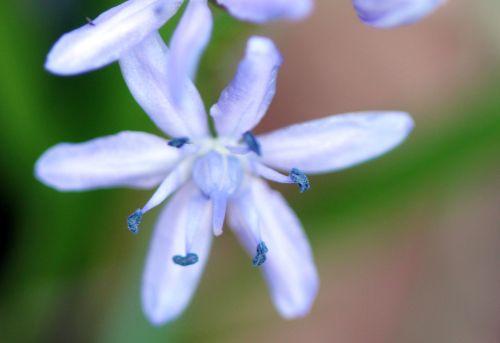 10 scilla bifolia veneux 13 mars 2012 021 (3).jpg