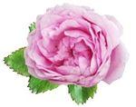 rosa-centifolia