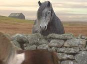 Pony #DancePonyDance