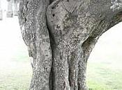Blagounette naissance d'un arbre