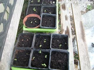 Semis de pimprenelle réussi !